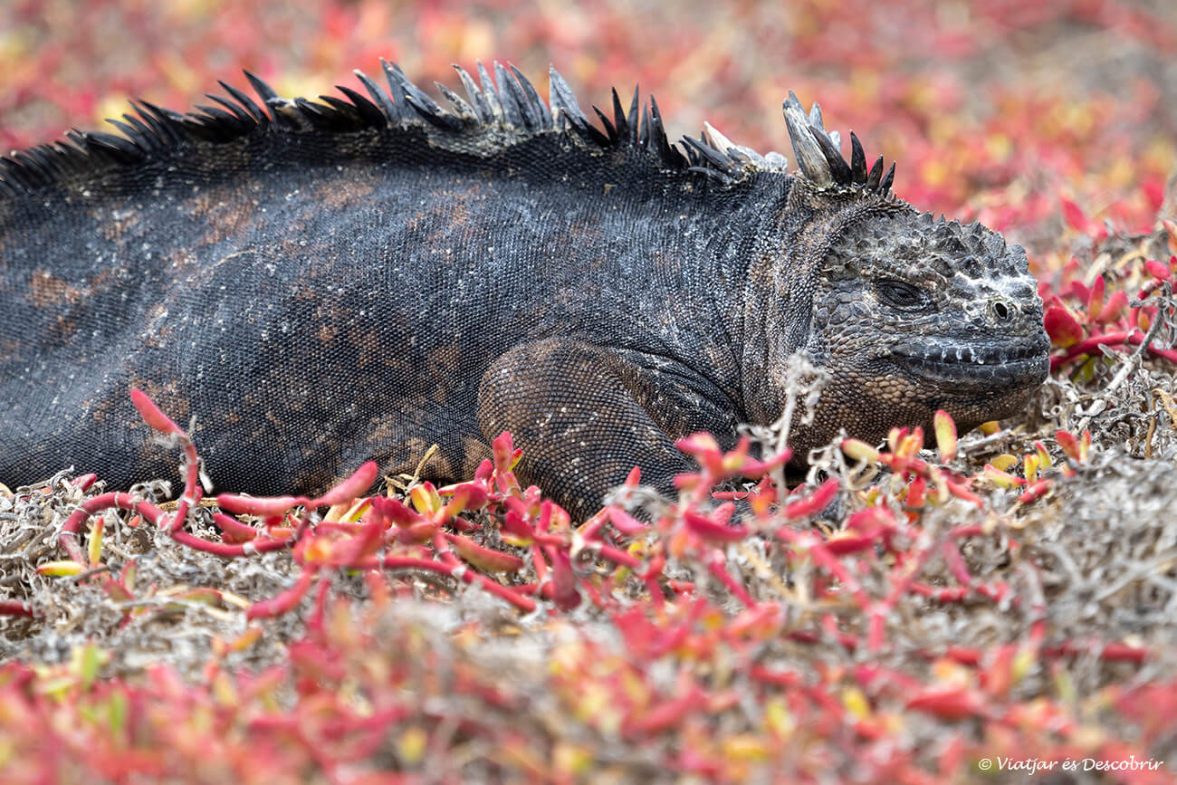 iguana marina entre vegetació vermella a la Playa de los Perros