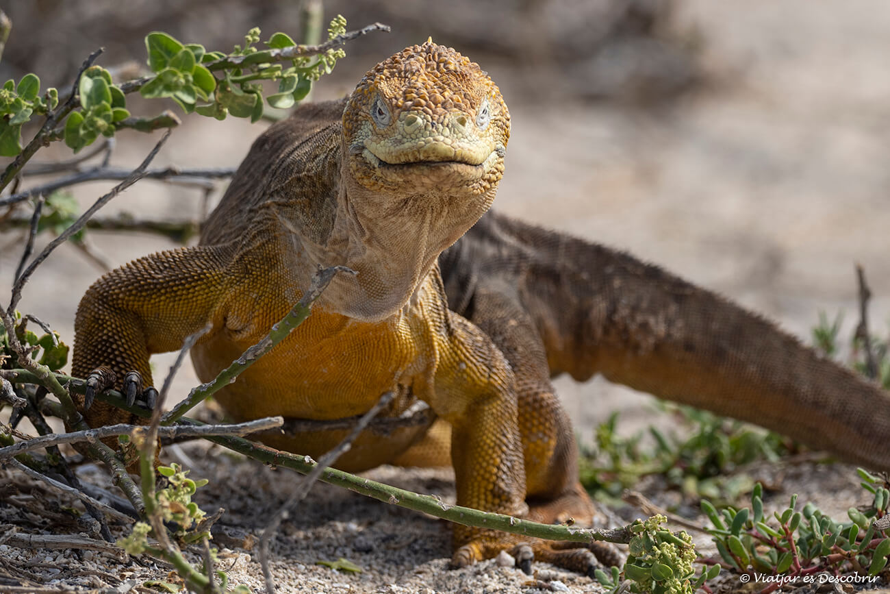 iguana terrestre a l'illa de santa cruz