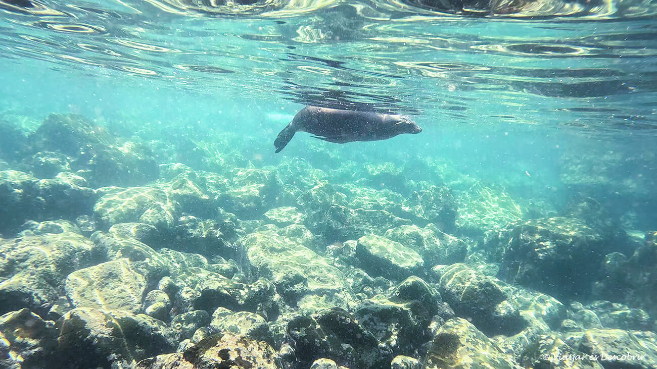 l'illa santa fe és coneguda per la seva colònia de lleons marins i realment poder nedar amb aquests animals és una activitat màgica que fer a l'illa santa cruz