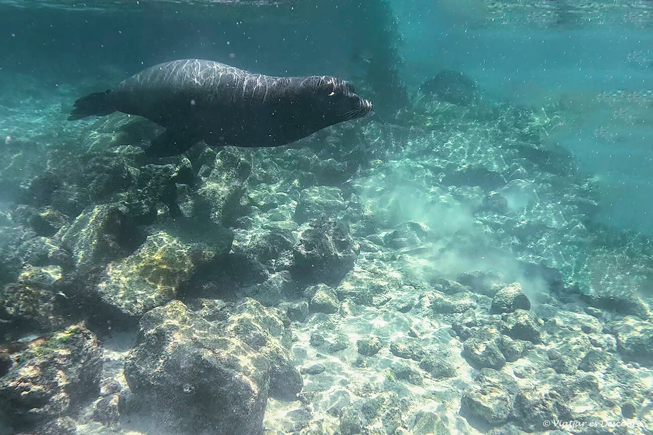 lleó marí adult nedant sota l'aigua a l'illa pinzón