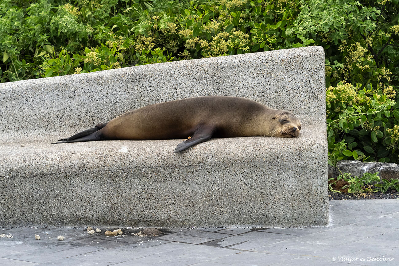 lleó marí dormint a un banc de les galapagos