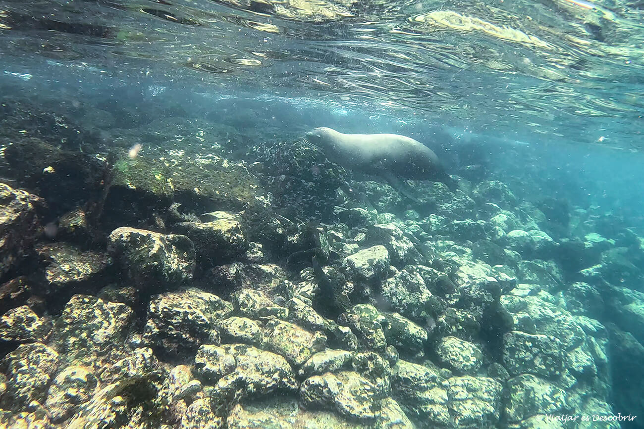 lleo mari durant un tour d'snorkel que fer a l'illa santa cruz
