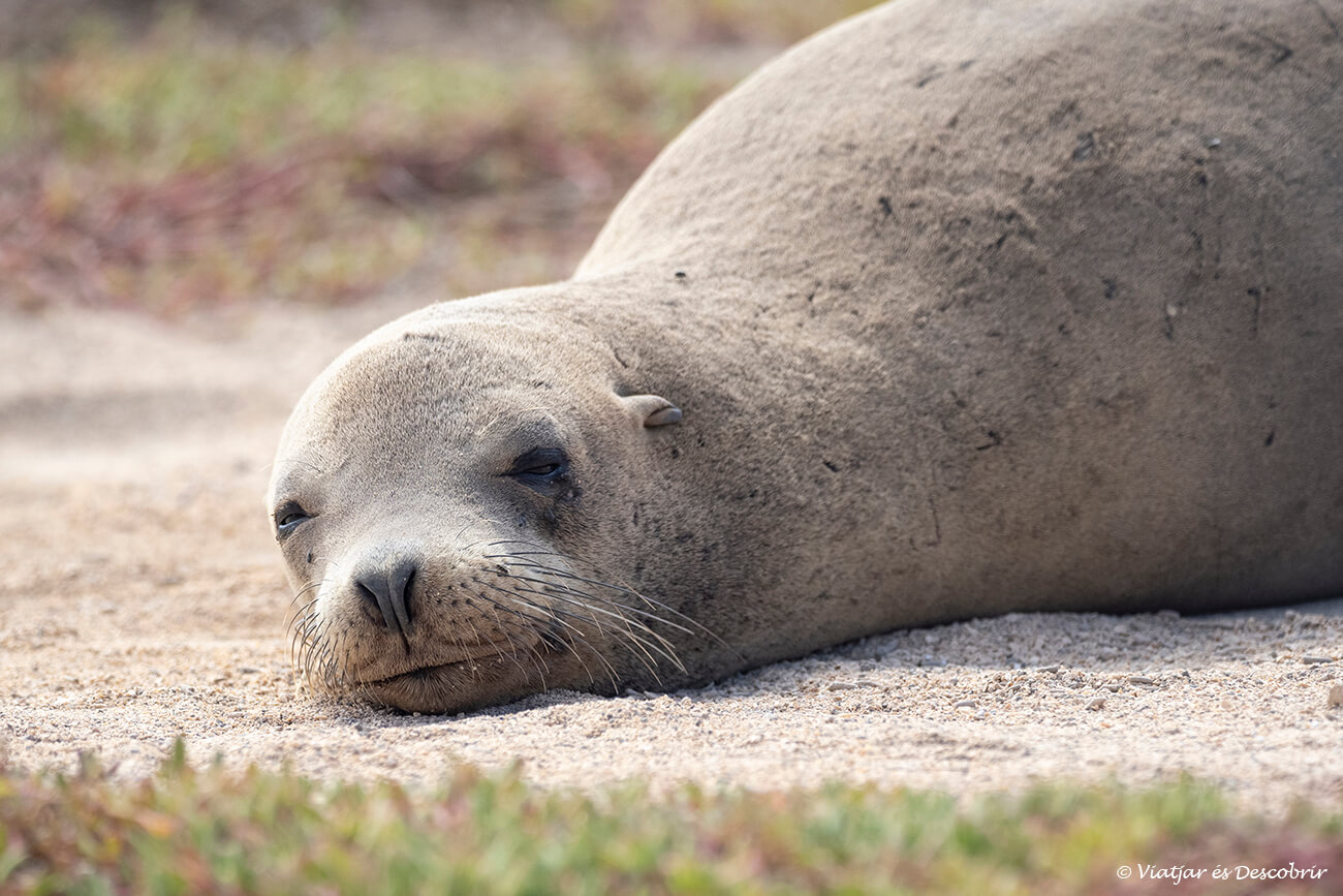 primer pla d'un lleó marí dormint a les galapagos
