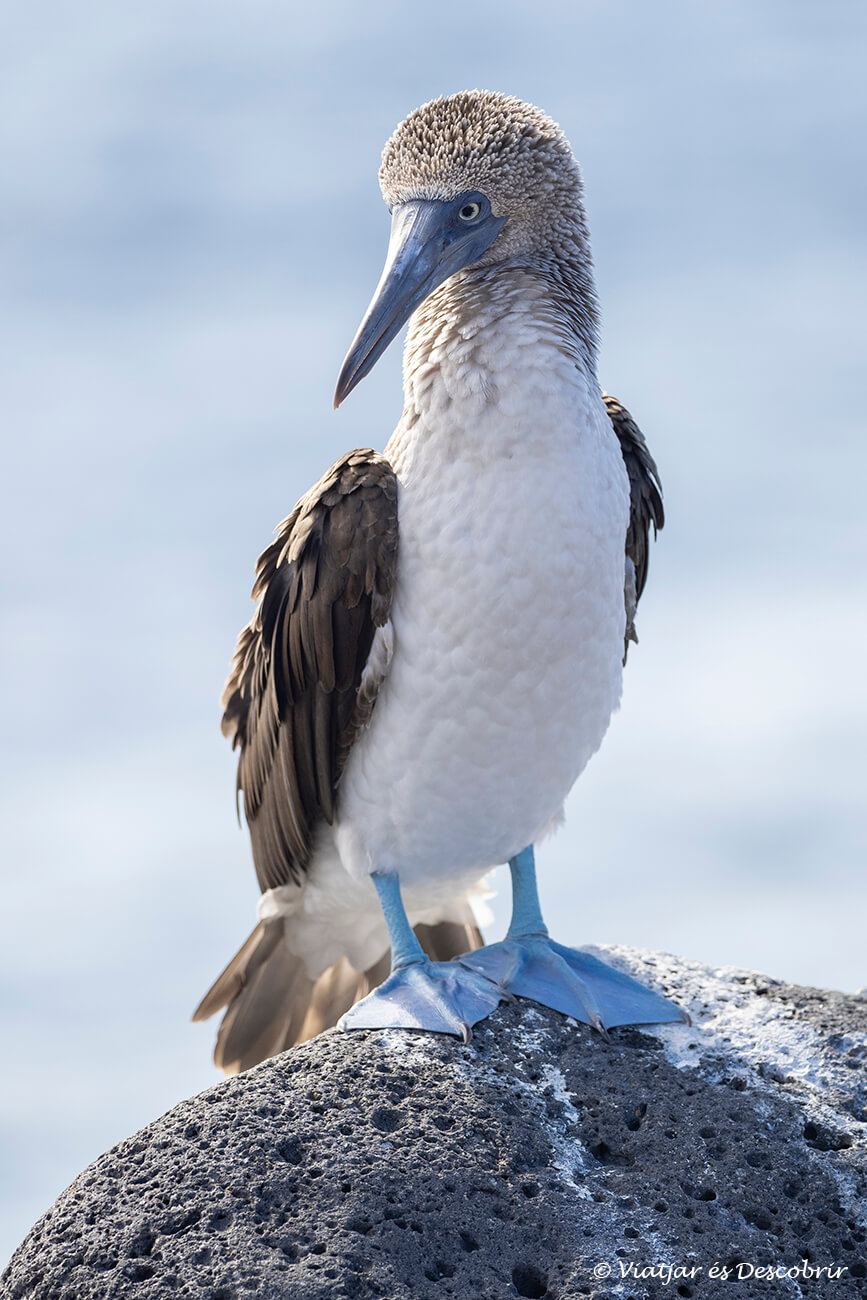 mascarell camablau a l'illa de seymour norte