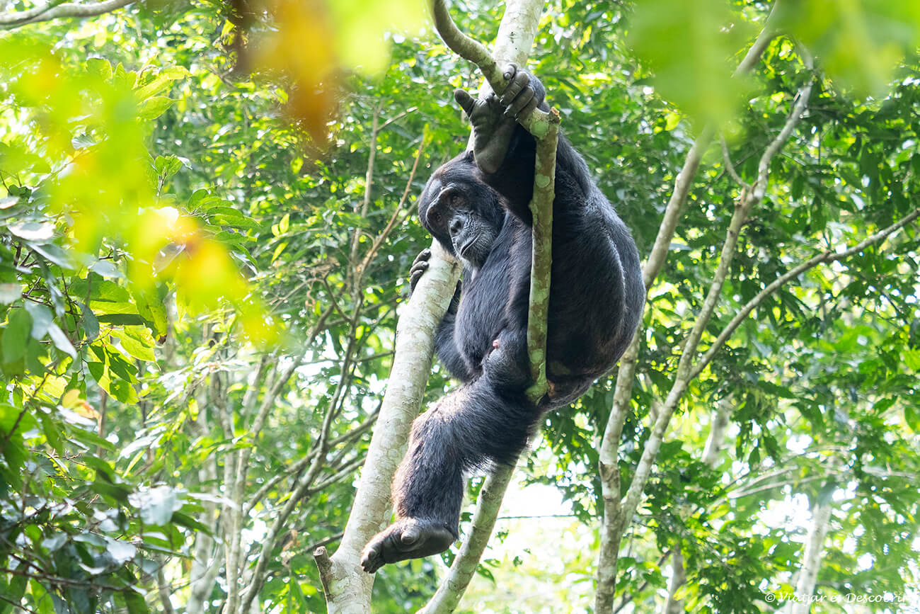 ximpanzé al bosc de Kibale a Uganda