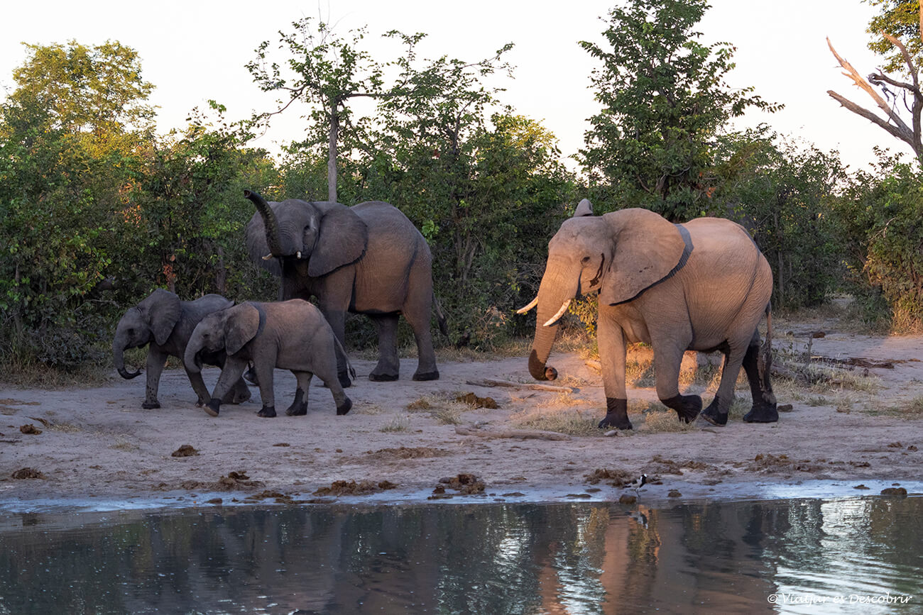 quan es fa un viatge a àfrica amb agència local és important escollir bones agències de confiança per poder veure moments màgics com aquests elefants a una bassa
