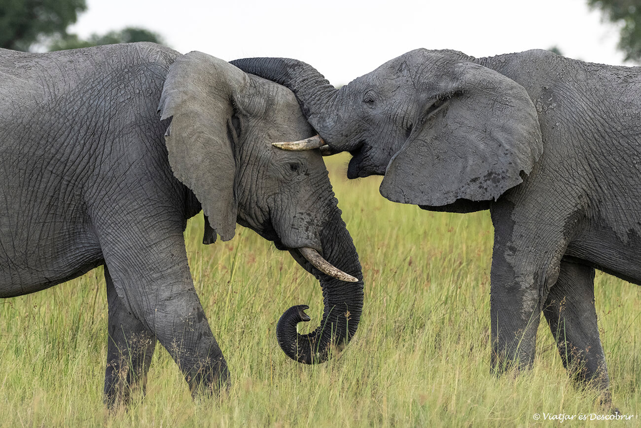 elefants a Botswana durant un safari amb una agència de viatges a Àfrica