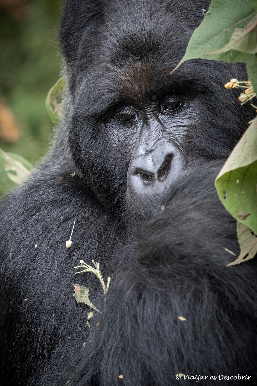 goril·la de muntanya a Uganda