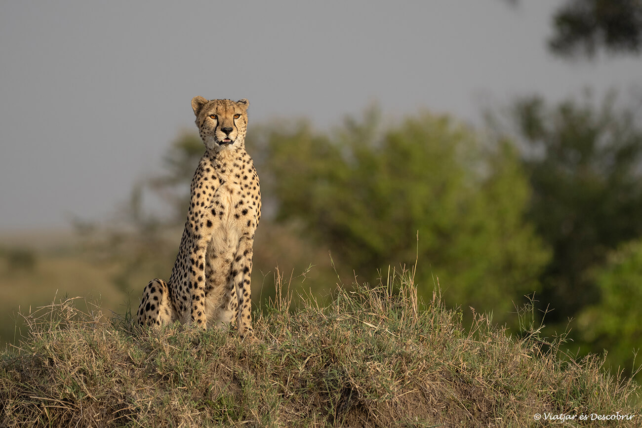 guepard al Masai Mara durant un safari