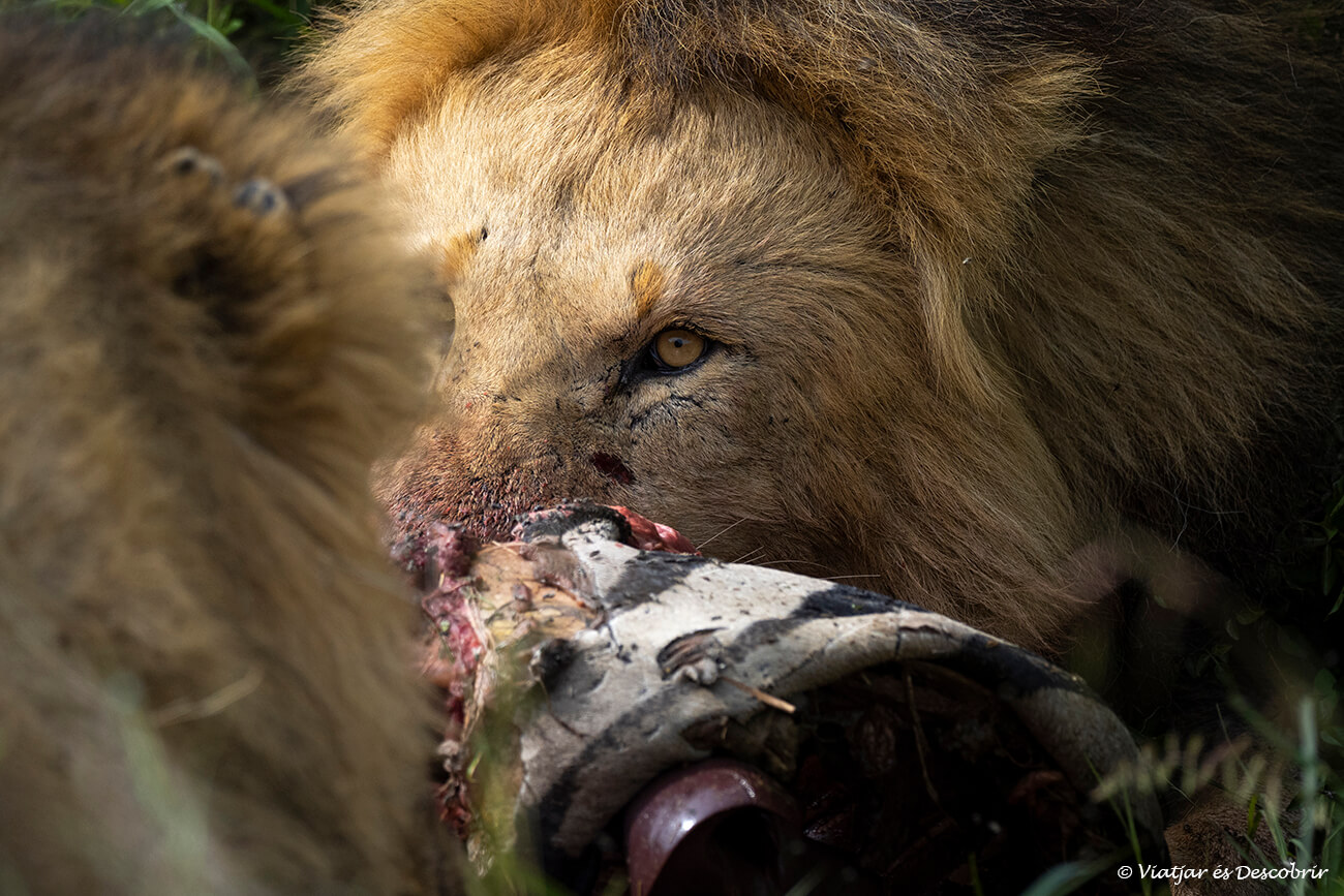 un lleó durant un safari al Masai Mara mentre menja una zebra i poder veure un moment així és el motiu pel que recomano anar amb la millor agència de viatges a Àfrica