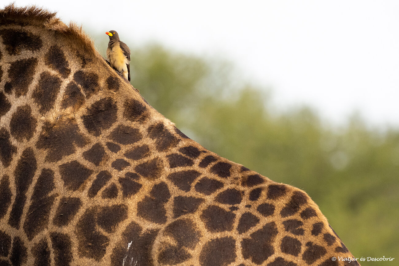 millors agències de viatge a Àfrica per poder fer un safari i veure moments únics