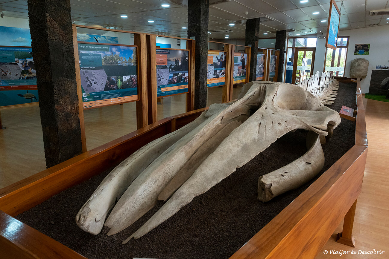 un ós de balena a l'estació científica de charles darwin a l'illa santa cruz