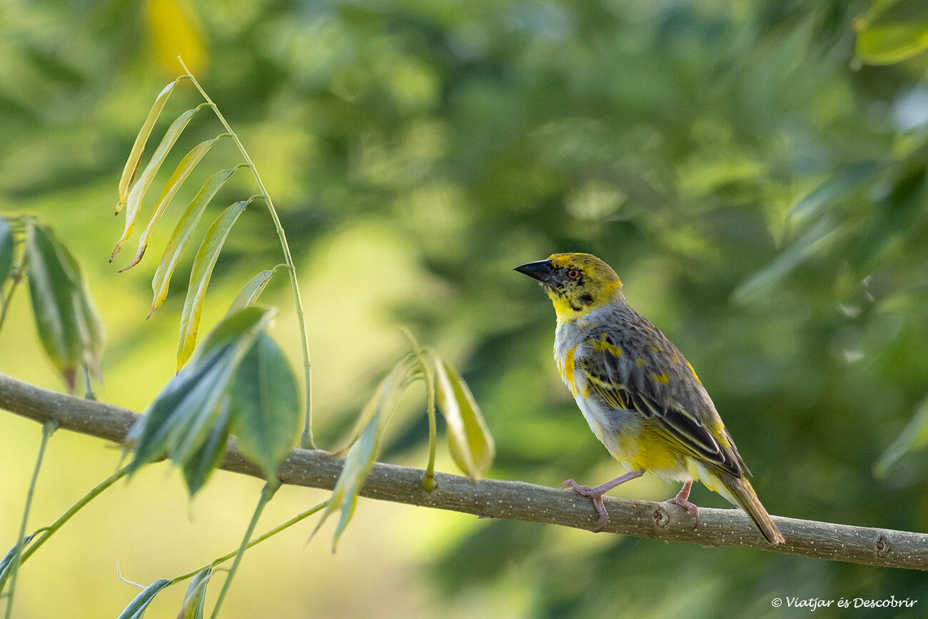 un ocell mostra de la biodiversitat que es pot veure si s'acorda que val la pena viatjar a l'illa maurici
