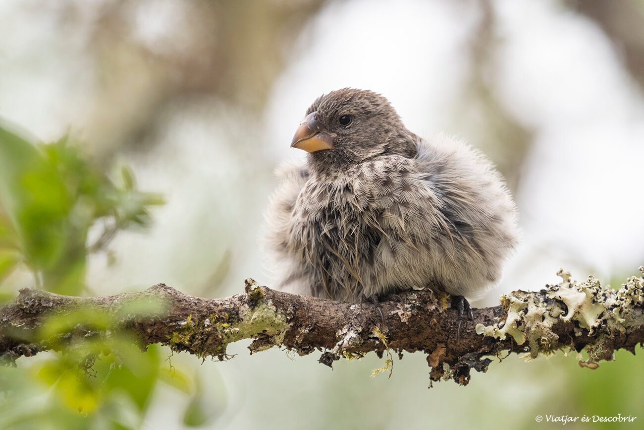 un petit ocell a les terres altes de les galapagos
