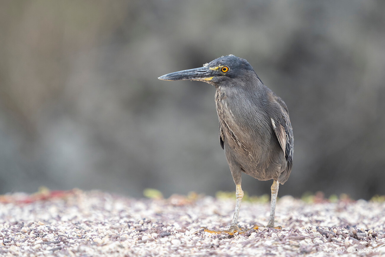 un ocell poc conegut a les galapagos