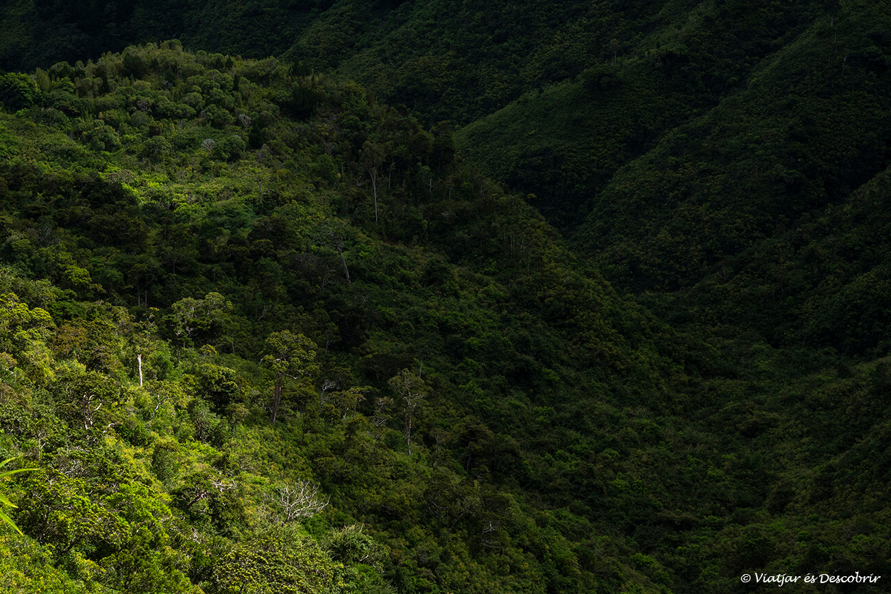 paisatge selvàtic del parc nacional més gran de maurici