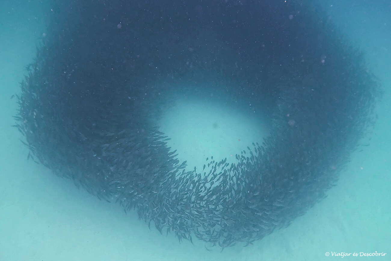 banc de peixos a l'illa santa fe