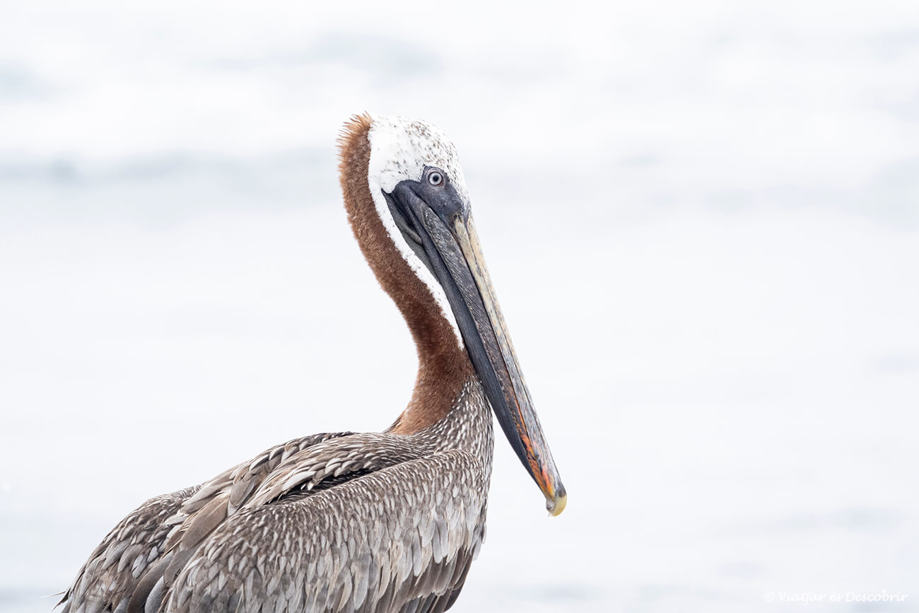 fotografiar els ocells de les galápagos, com aquest pelicà, és un altre imprescinidble que fer a l'illa de santa cruz