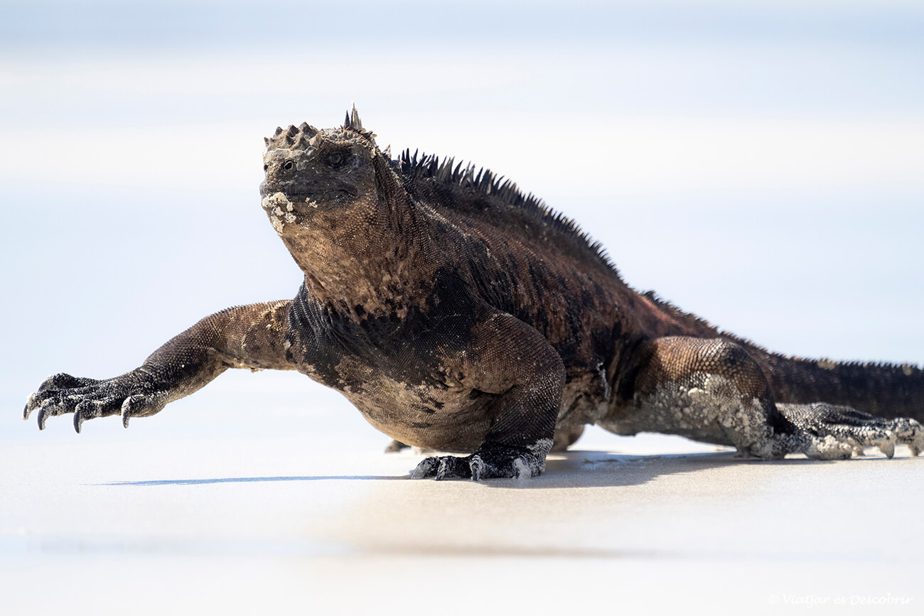 una iguana marina caminant a tortuga bay