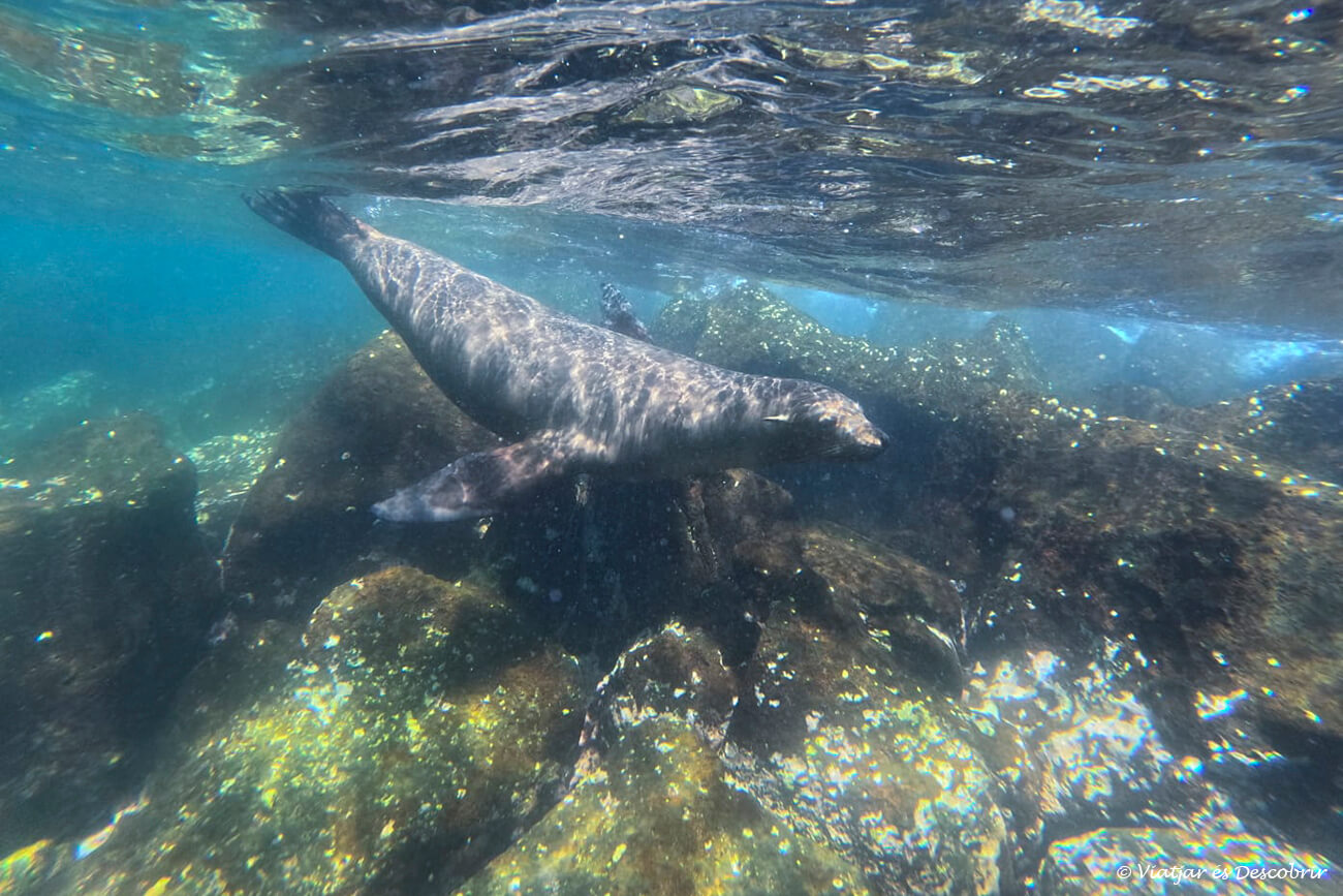 Actualment esteu veient Que fer a l’illa de Santa Cruz (Galápagos): 15 activitats