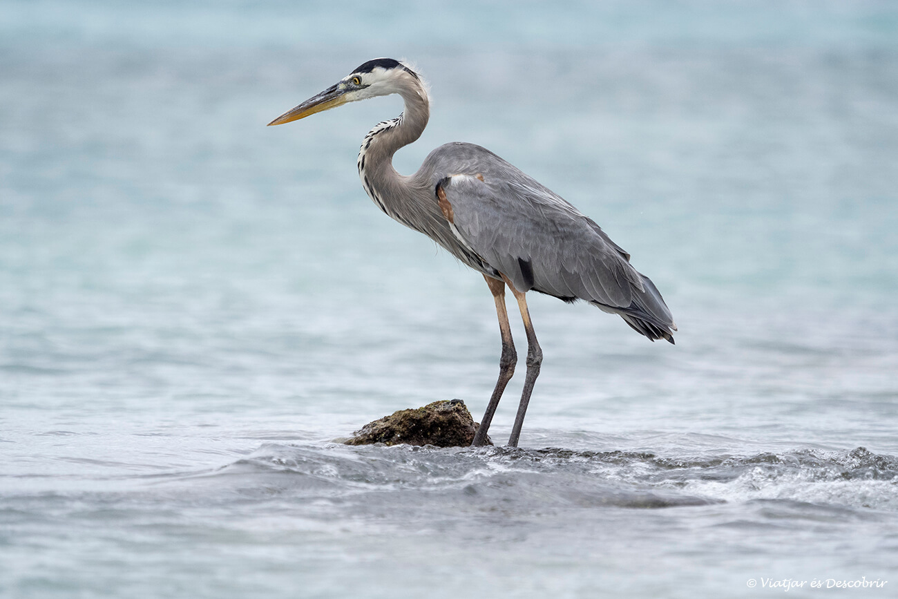 garsa fotografiada durant el tour a l'illa Darwin Norte, una de les activitats més interessants que fer a l'illa de Santa Cruz pels amants dels ocells