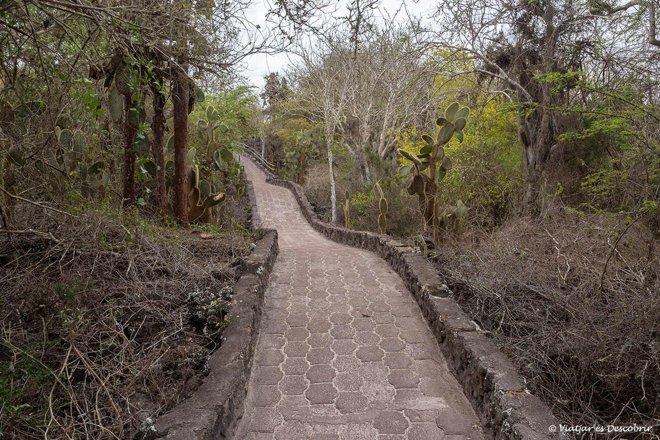 cami per arribar a tortuga bay