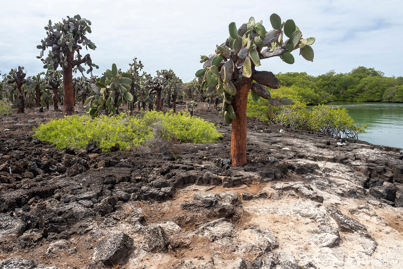 cactus gegents caracaterístics de les galapagos i un bon exemple de l'evolució i selecció natural