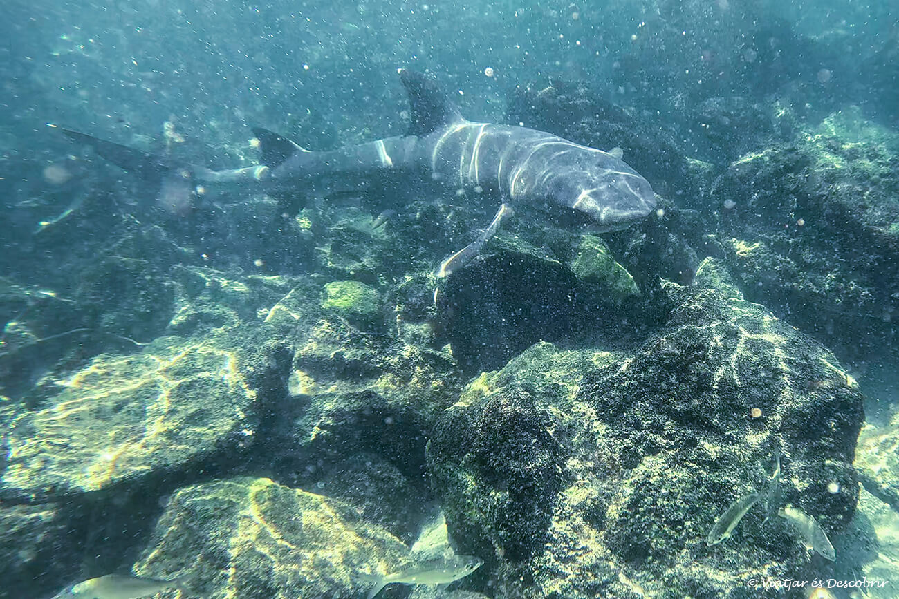 tauró fotografiat a l'illa pinzón