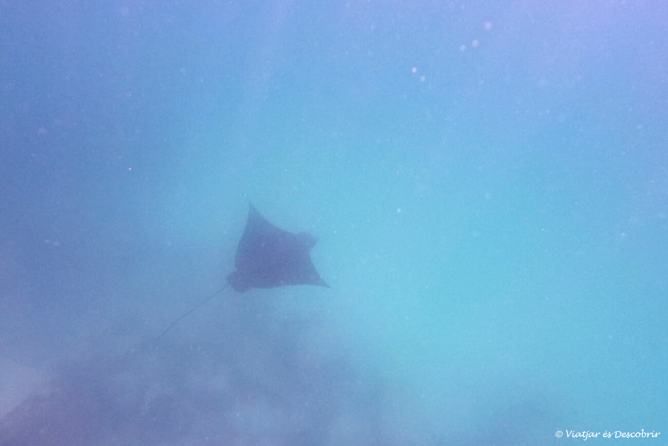 una rajada nedat durant una activitat d'snorkel a l'illa de santa cruz