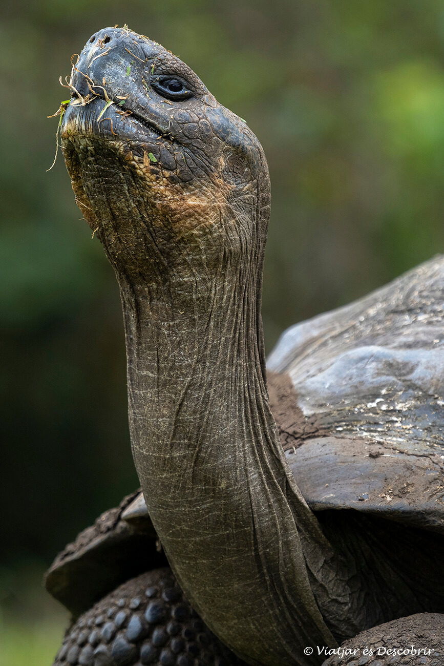 primer pla d'una tortuga menjant herba