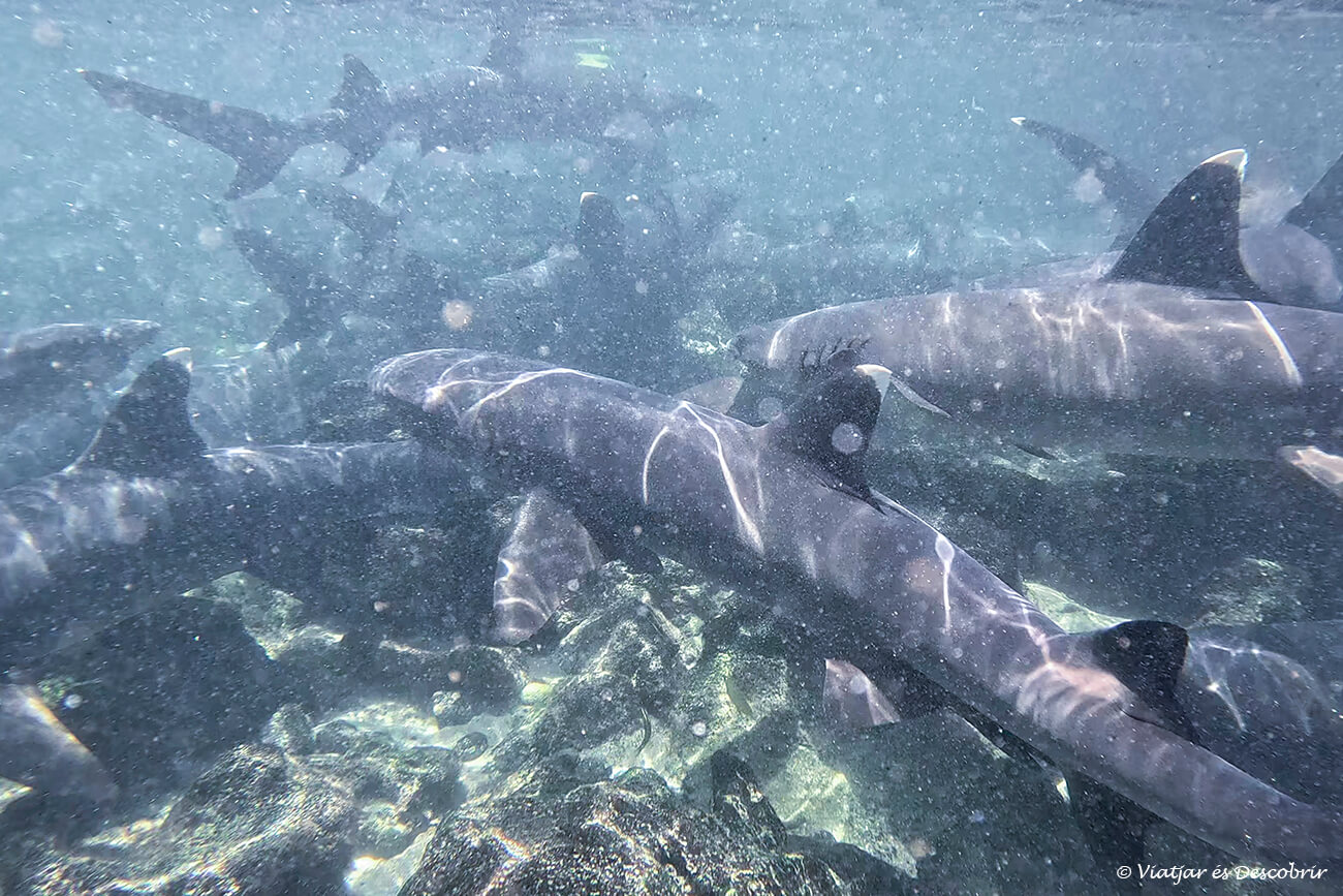 grup de taurons de punta blanca a una zona de manglars a l'illa pinzón