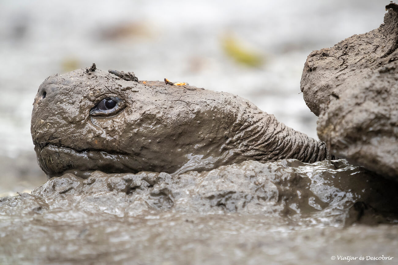 primer pla d'una tortuga camuflada al fang