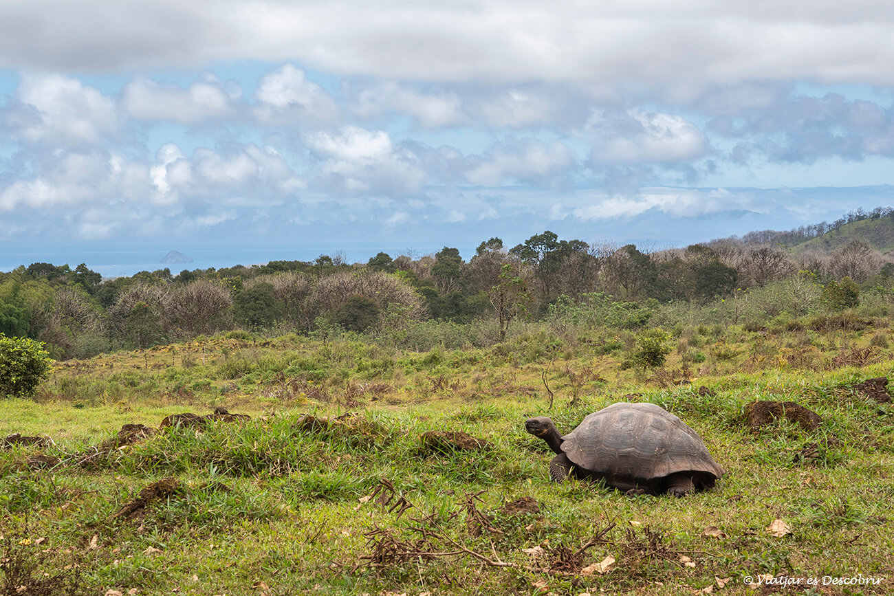 què fer l'illa santa cruz: anar a les terres altes per veure les tortugues terrestres