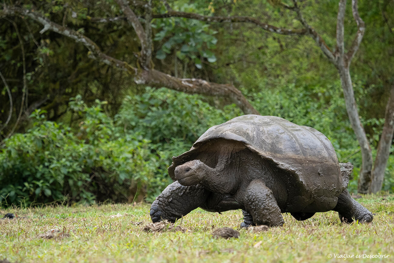 què fer a l'illa santa cruz: veure les tortugues gegants de les terres altes de les Galápagos