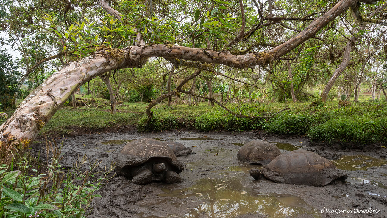 un grup de tortugues descansant al fang al rancho primicias a les terres altes de santa cruz