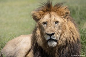 Més informació sobre l'article Safari de 5 dies a Tanzània: itinerari i consells