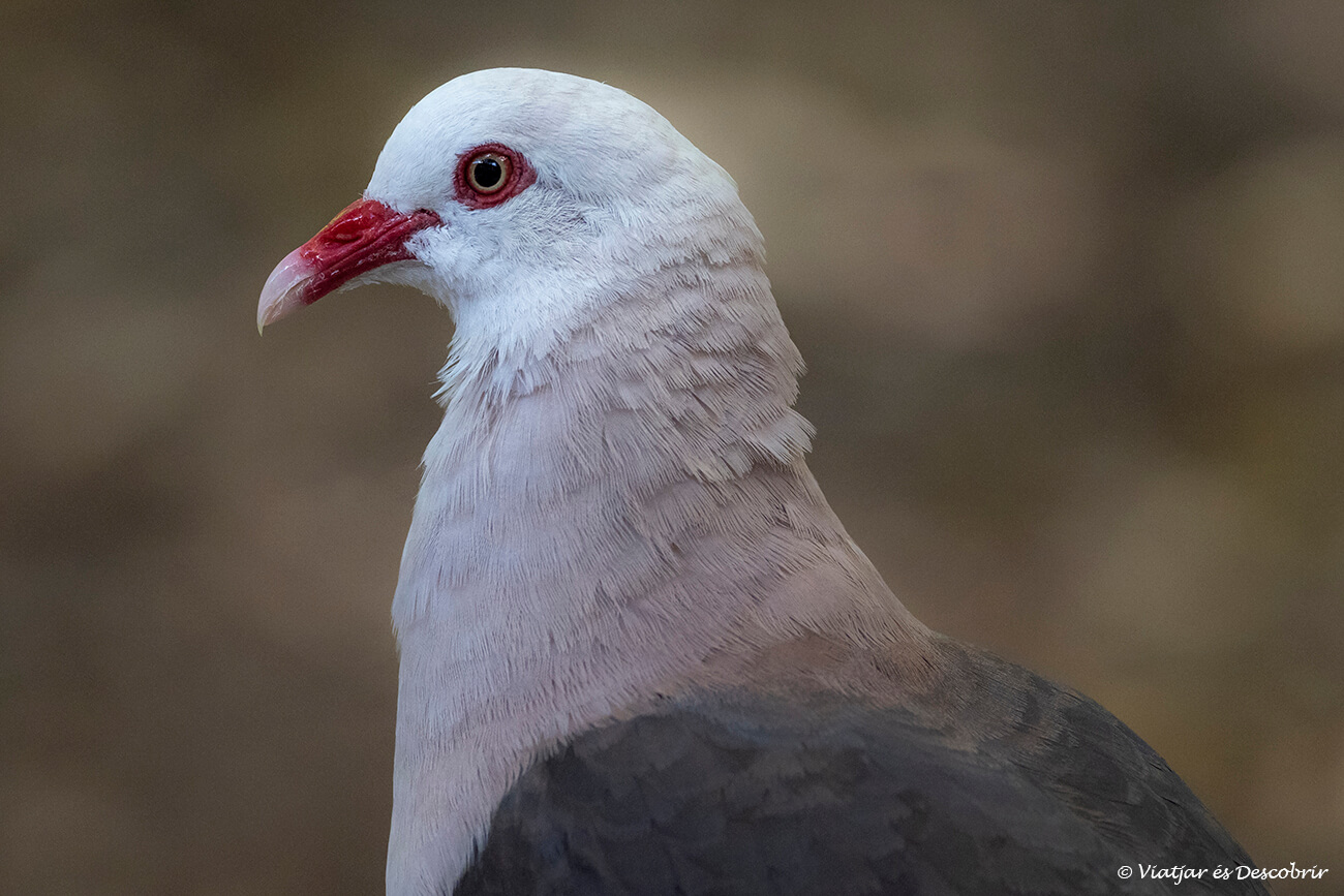 colom rosat fotografiat a Île aux Aigrettes