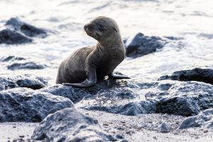 Més informació sobre l'article Quina és la millor època per viatjar a les Illes Galápagos?