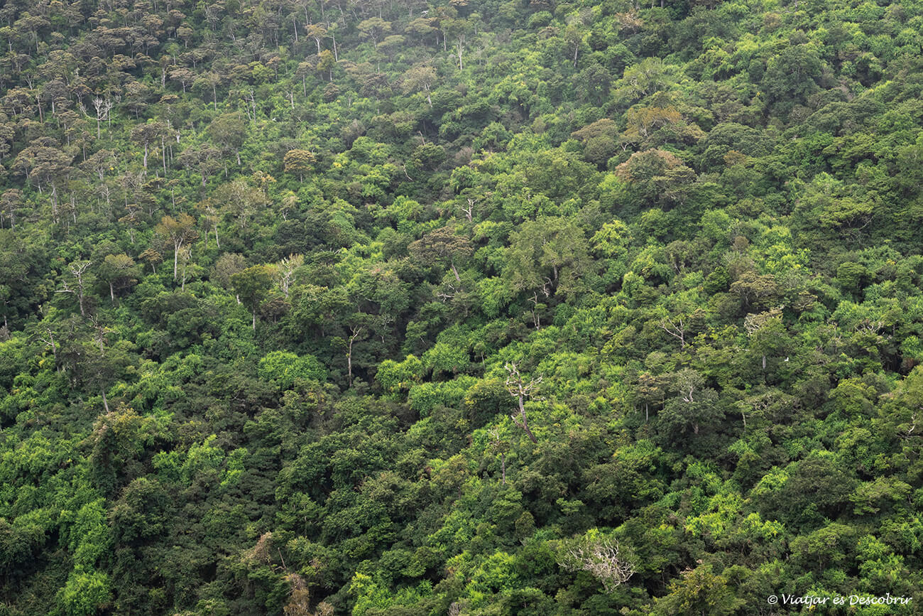 paisatge selvàtic al Parc Nacional Black Gorges a l'interior de l'illa