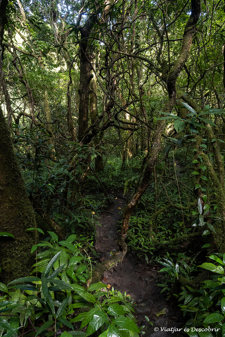 entorn salvàtic per on avança el camí que permet visitar la part inferior de les 7 Cascades de Tamarin