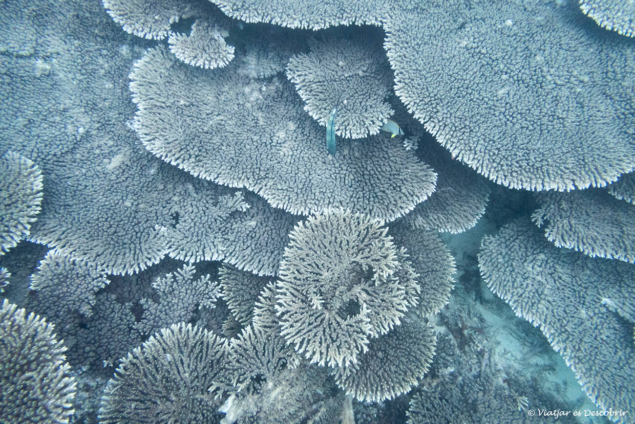 coralls fotografiats durant una activitat d'snorkel al Blue Bay Marine Park, un dels llocs que veure a Maurici