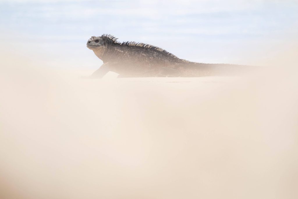 iguana marina durant un dels dies en què vaig visitar les Galápagos per lliure