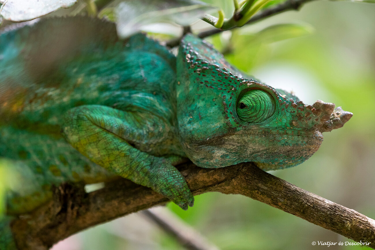un camaleó de Parson que és l'espècie més gran del món