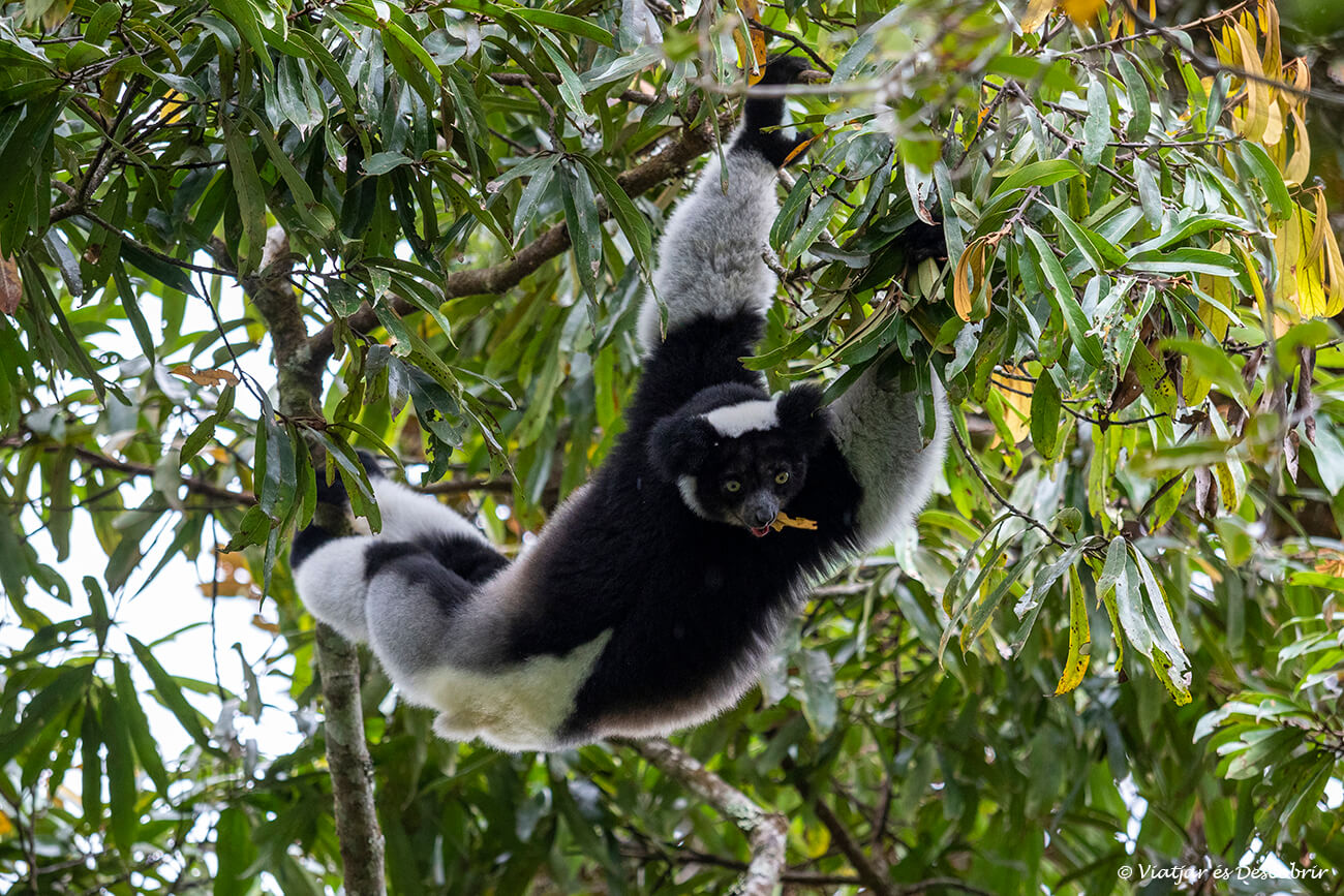 indri indri menjat fulles