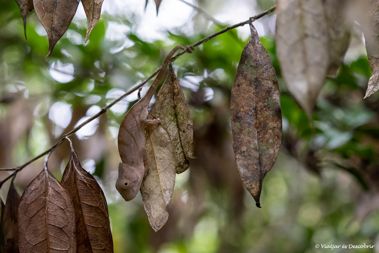 en visitar el Parc Nacional Andasibe-Mantadia a part de lèmurs també es poden veure moltes espècies de lèmurs i per això és important tenir un bon guia amb bona vista