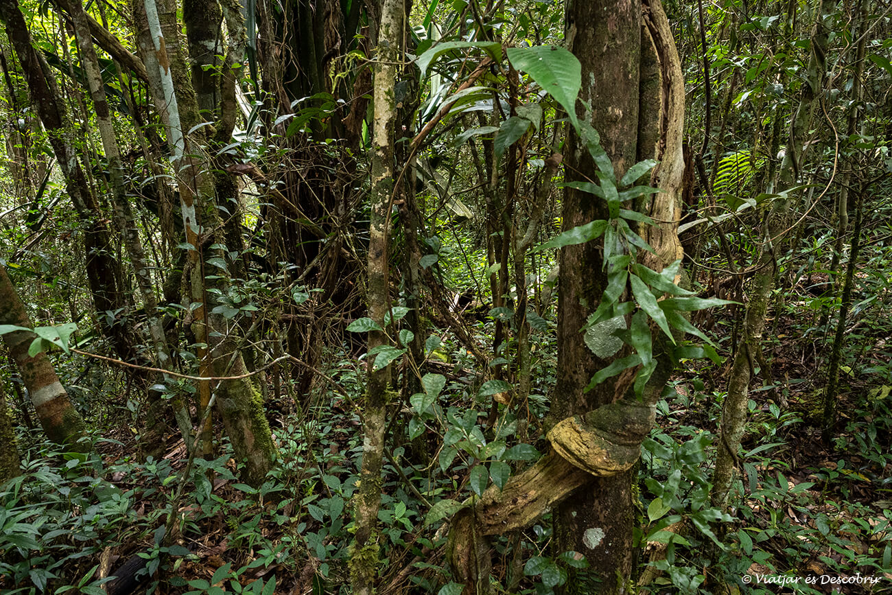 detalls de la selva que envolta el petit poble d'Andasibe a Madagascar