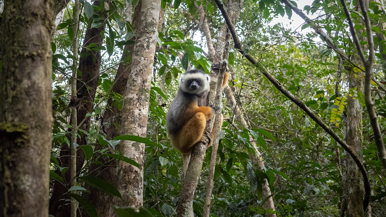 un lèmur sifaca de diadema a Andasibe