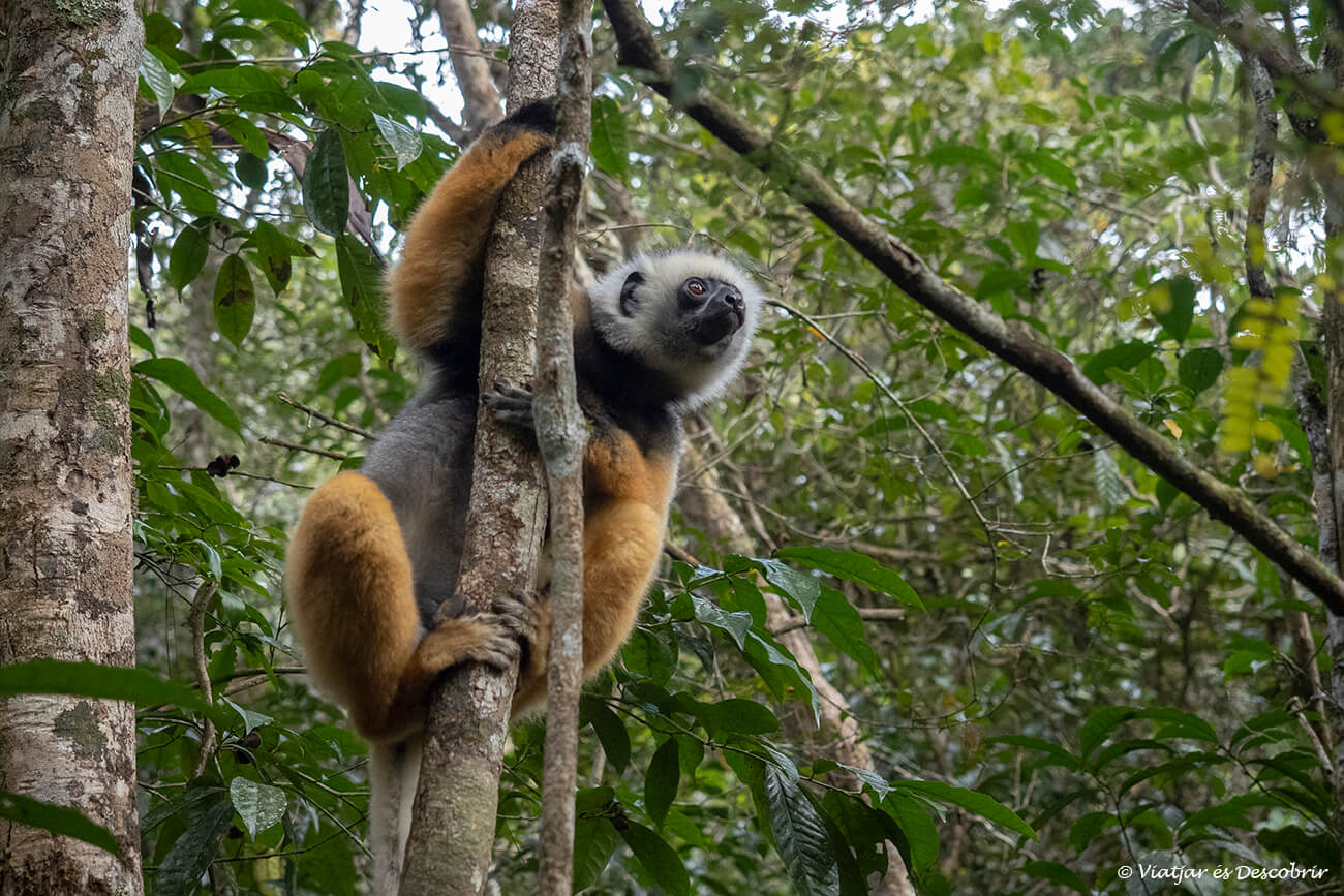 durant les rutes a peu pel Parc Nacional Andasibe-Mantadia es poden veure més de cinc espècies de lèmur si es té molta sort