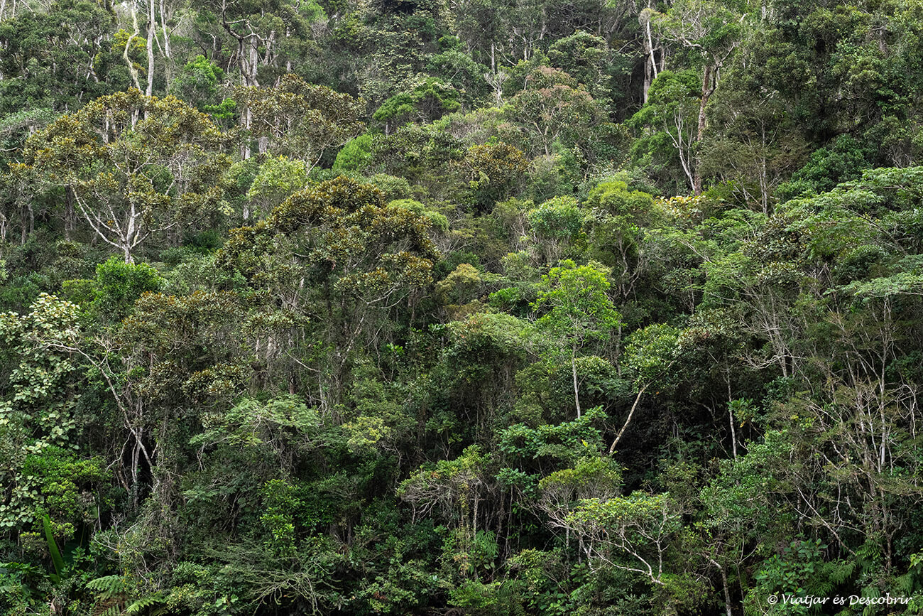 la selva del parc nacional Mantadia és una selva primària i inalterada