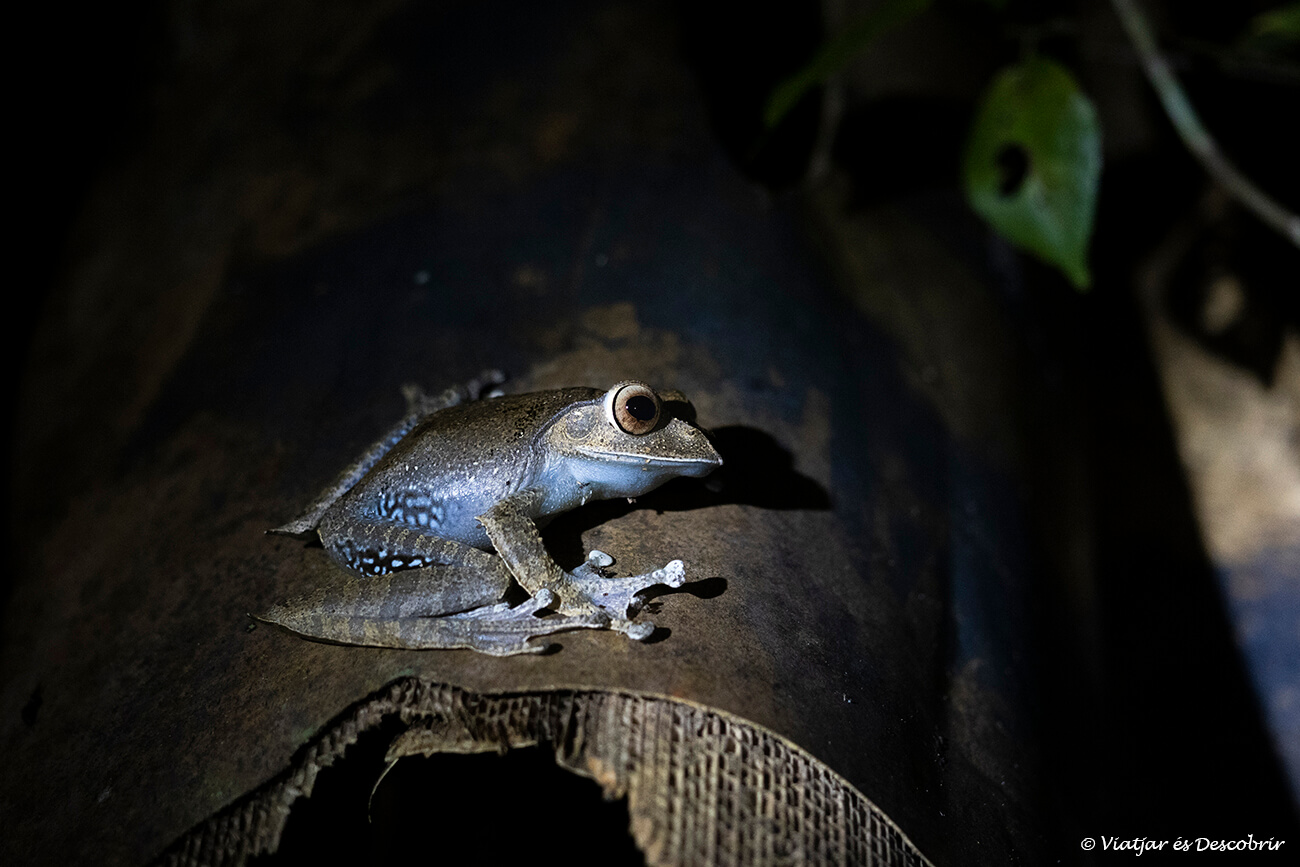 quan es decideix visitar el Parc Nacional Andasibe-Mantadia també val la pena fer alguna sortida nocturna a alguna de les reserves comunitàries
